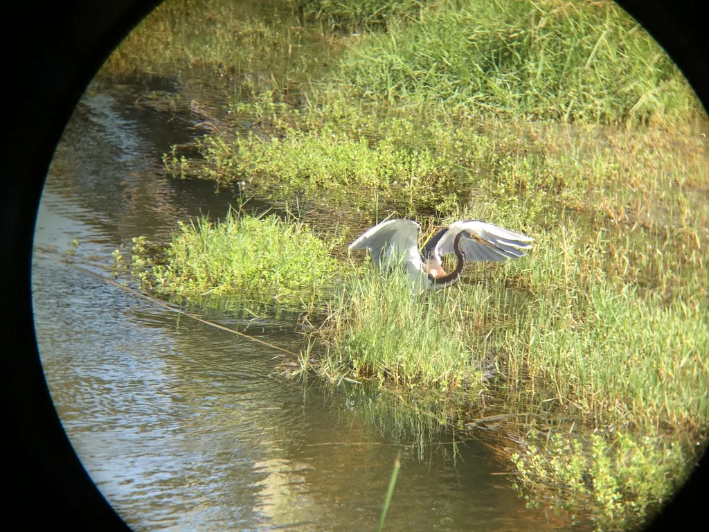 三色鹭(Egretta tricolor)