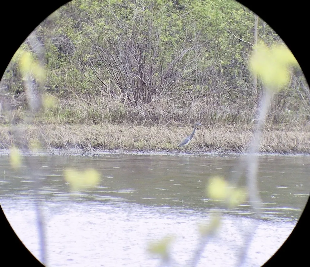 三色鹭(Egretta tricolor)