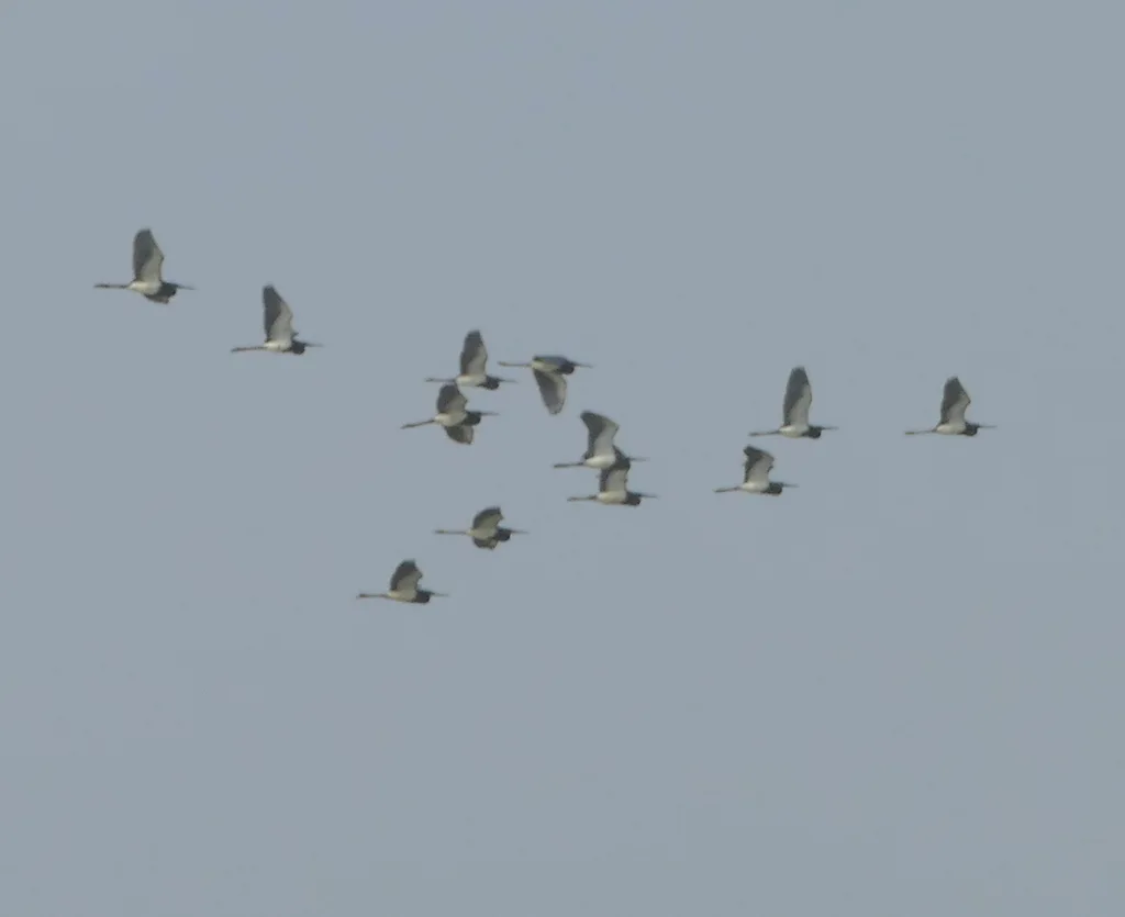 三色鹭(Egretta tricolor)
