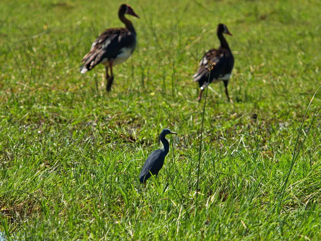 蓝灰鹭(Egretta vinaceigula)