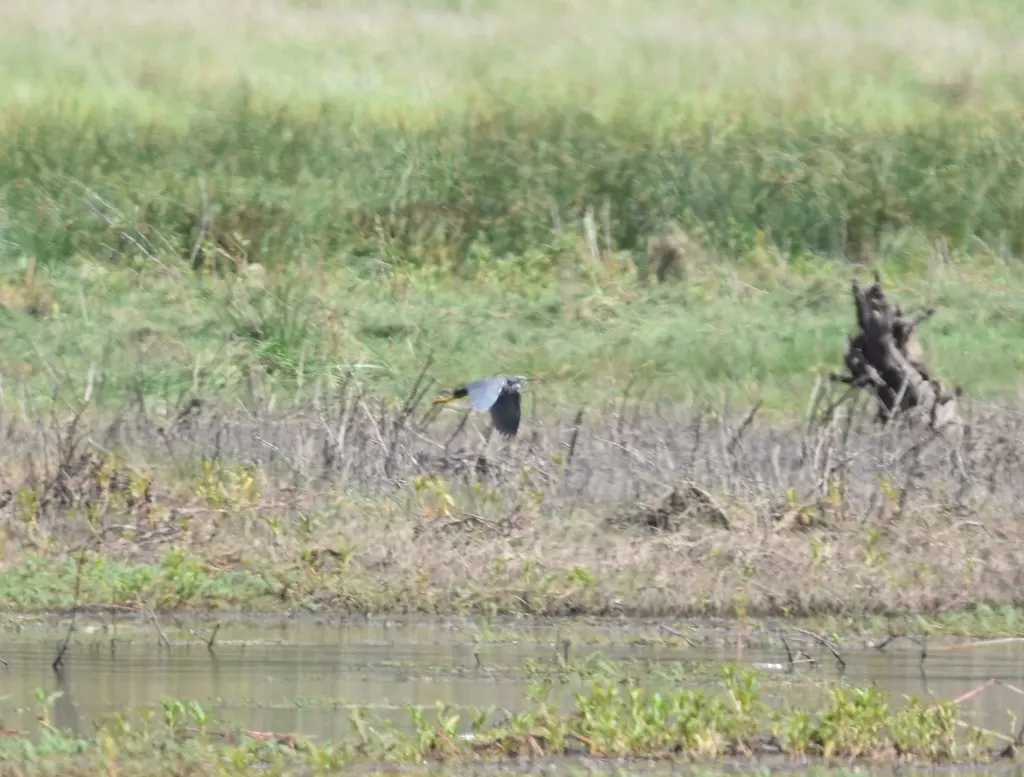 蓝灰鹭(Egretta vinaceigula)
