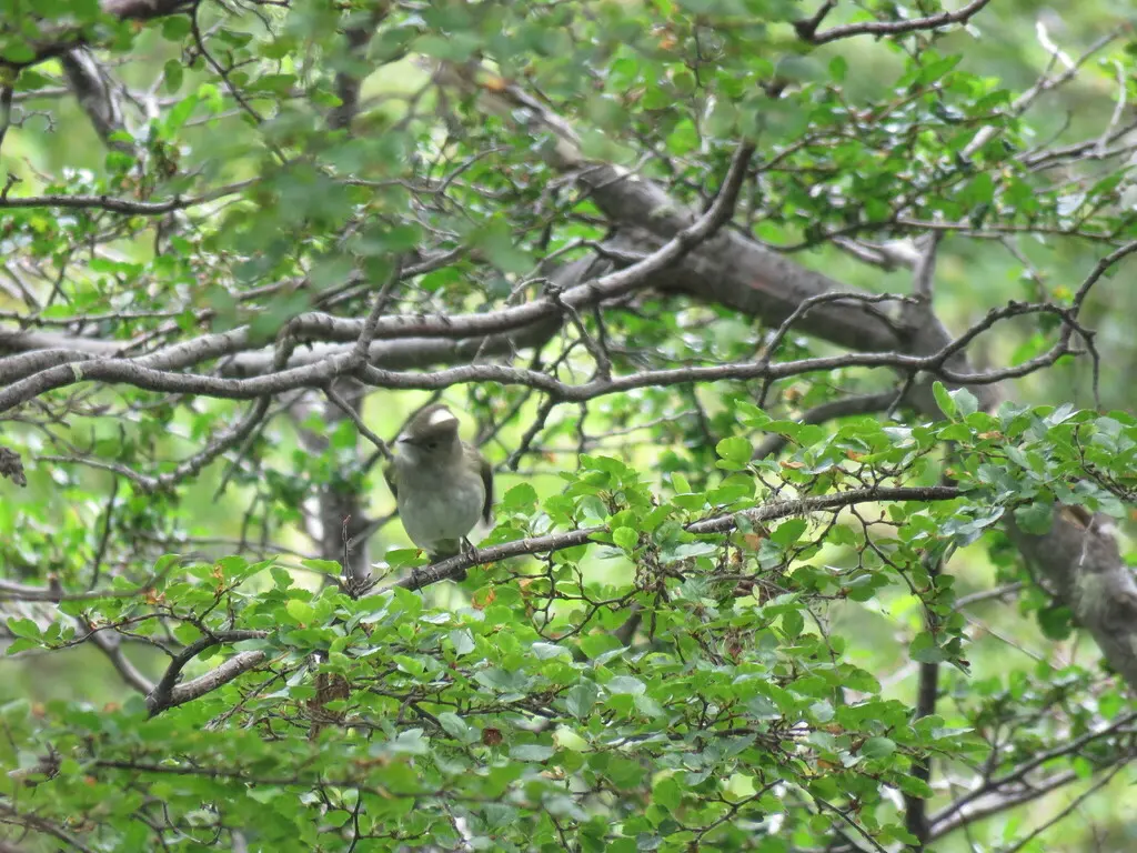 白冠拟霸鹟(Elaenia albiceps)