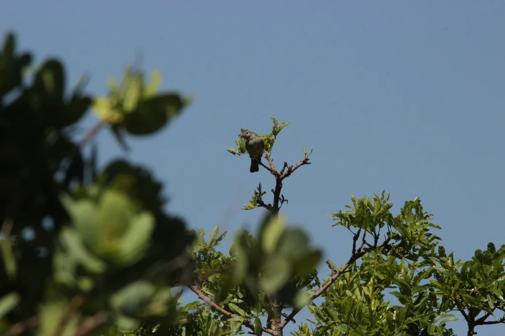 纯色冠拟霸鹟(Elaenia cristata)
