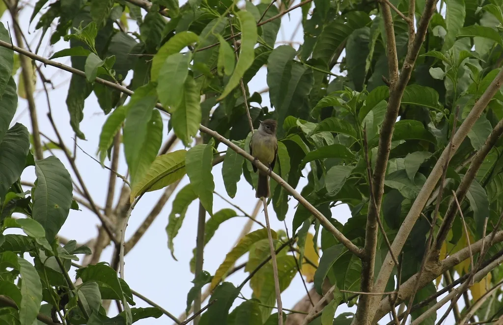 黄腹拟霸鹟(Elaenia flavogaster)