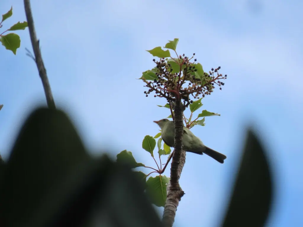 山拟霸鹟（Elaenia frantzii）