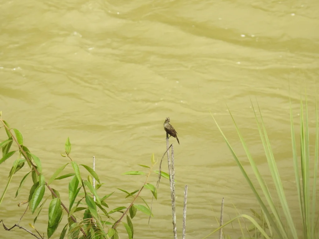 斑背拟霸鹟(Elaenia gigas)