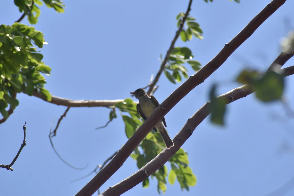 加勒比拟霸鹟(Elaenia martinica)