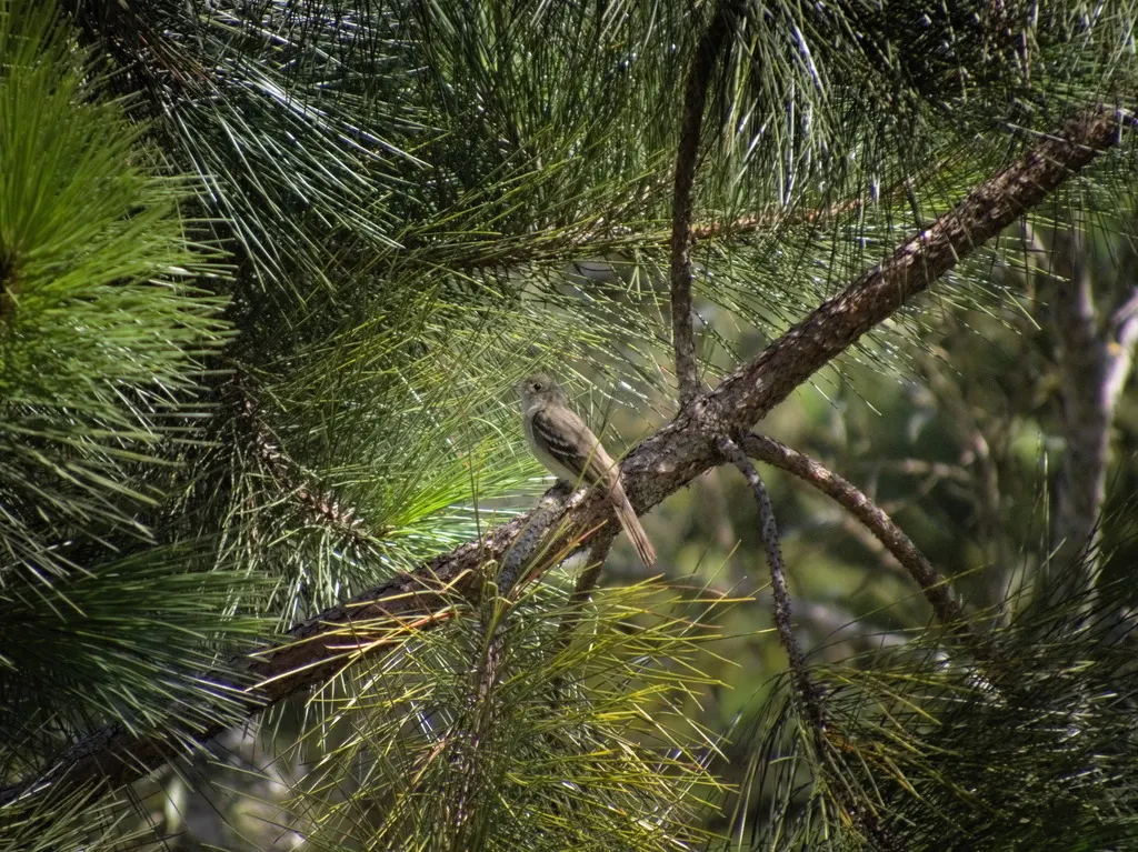 绿拟霸鹟(Elaenia mesoleuca)