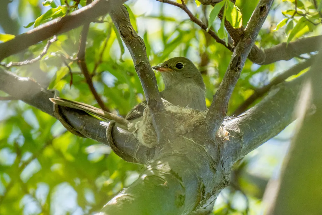 小嘴拟霸鹟(Elaenia parvirostris)