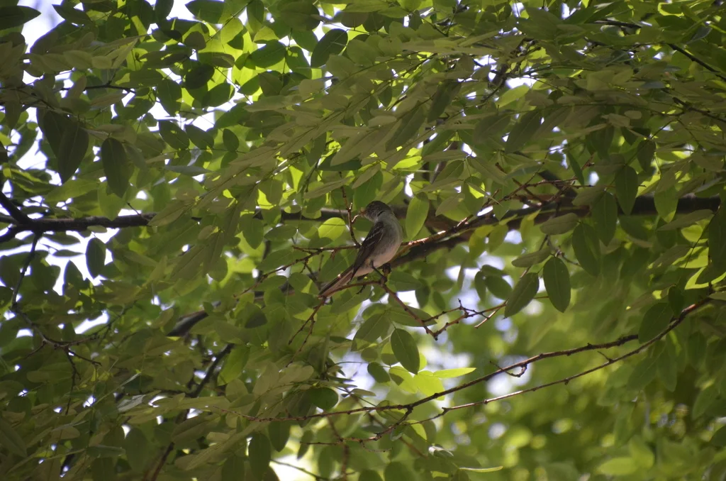 小嘴拟霸鹟(Elaenia parvirostris)