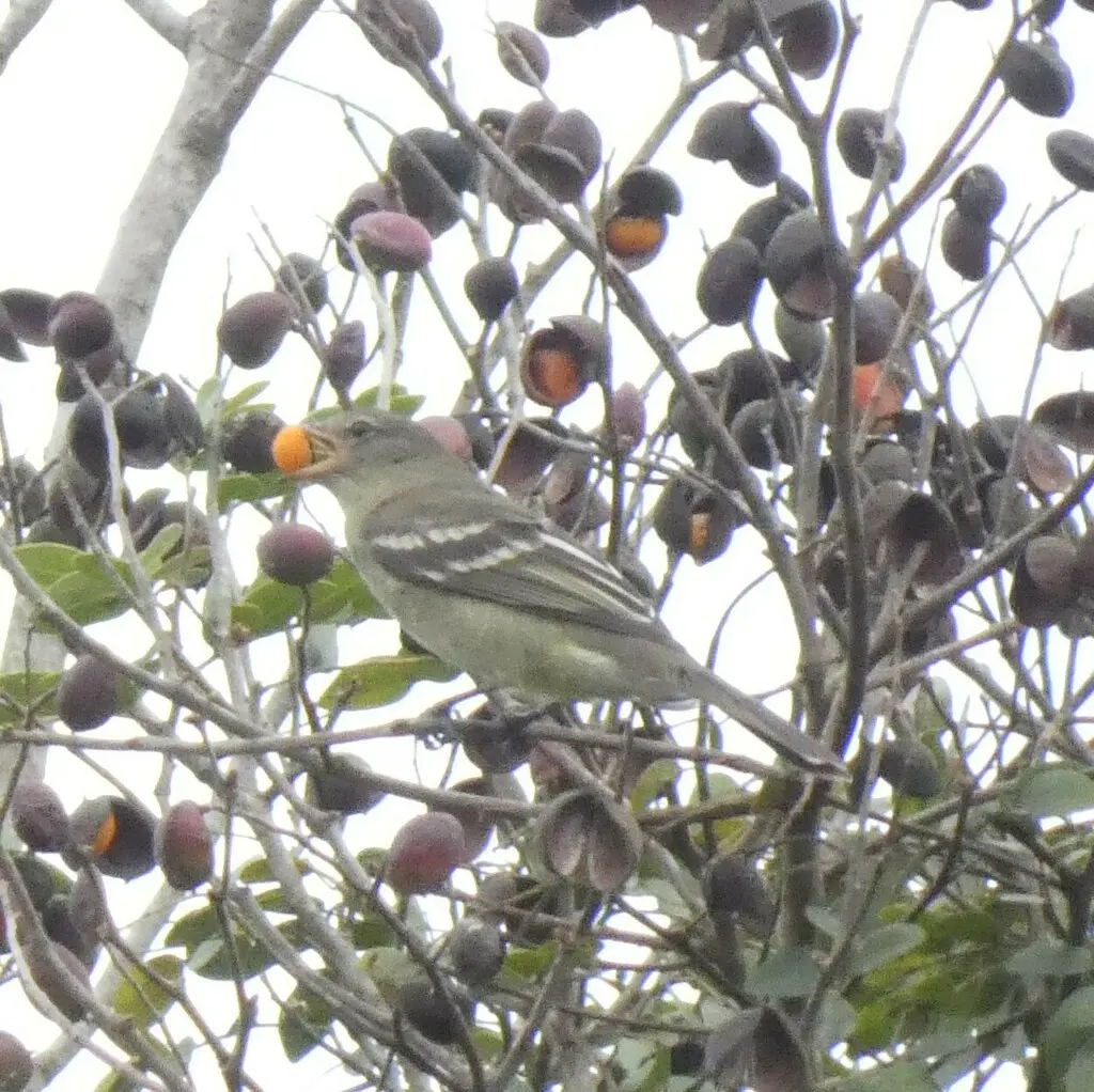 巴西拟霸鹟(Elaenia sordida)