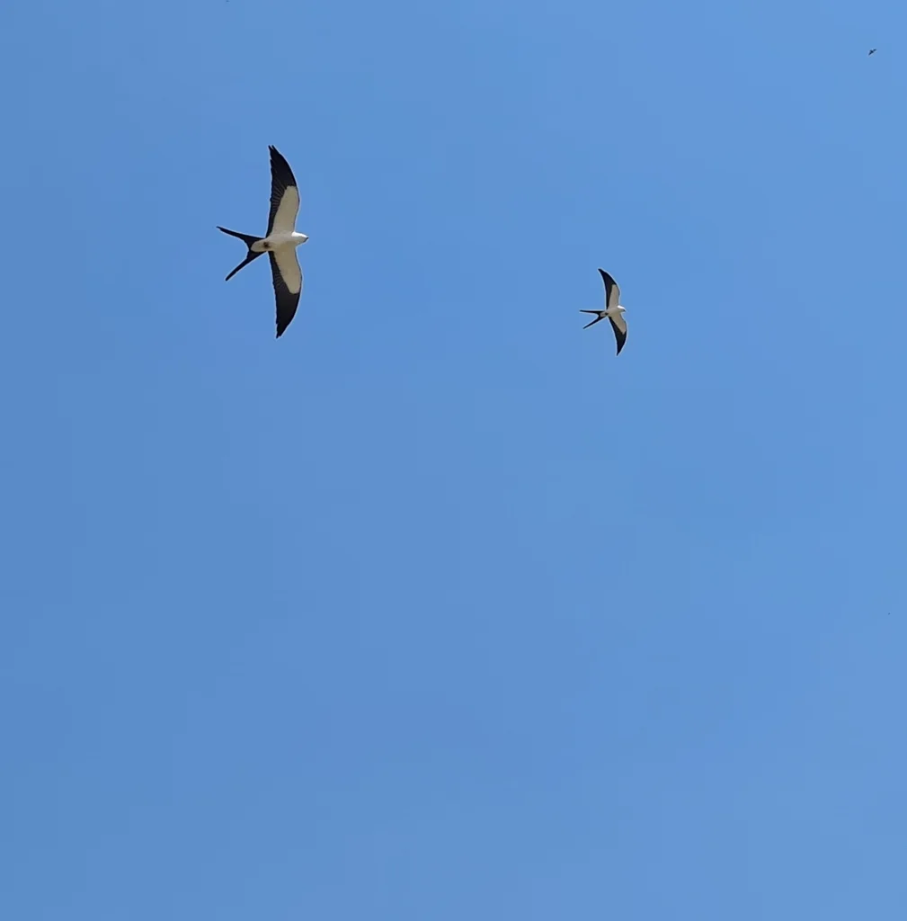 燕尾鸢(Elanoides forficatus)