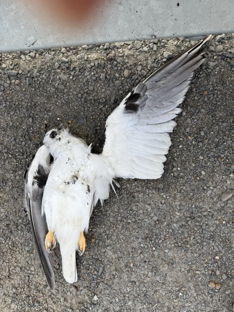 澳洲鸢(Elanus axillaris)