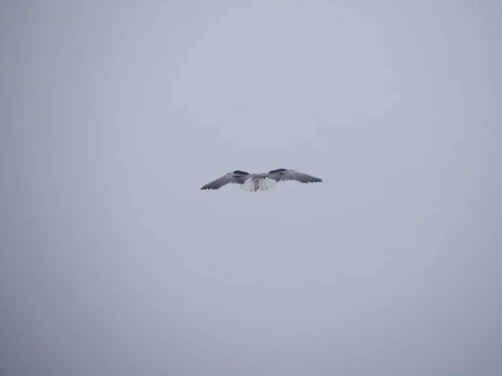 黑翅鸢(Elanus caeruleus)