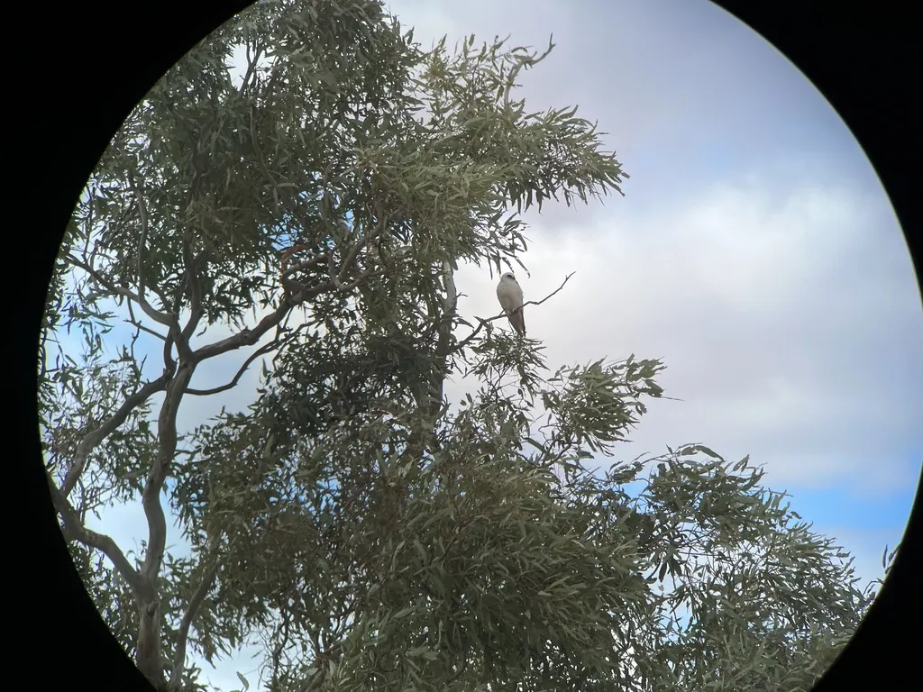 纹翅鸢(Elanus scriptus)