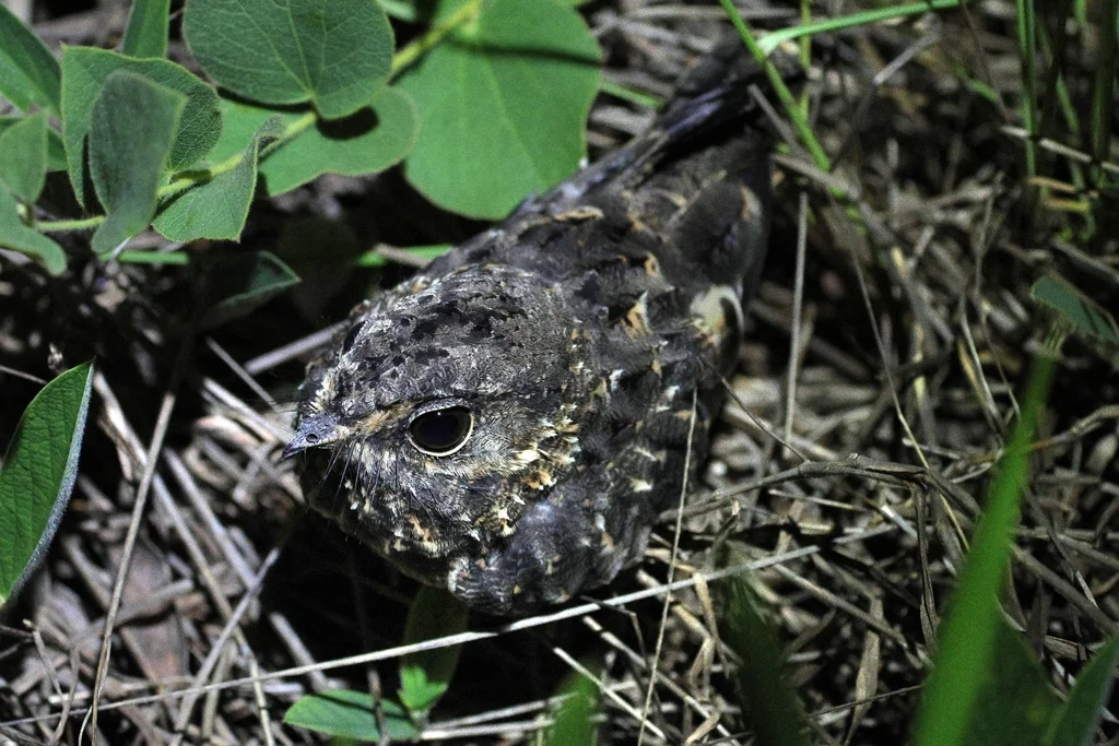镰翅夜鹰(Eleothreptus anomalus)