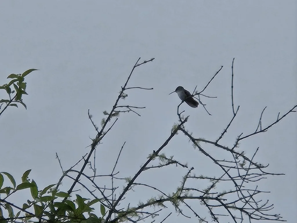 绿尾蜂鸟(Elliotomyia viridicauda)