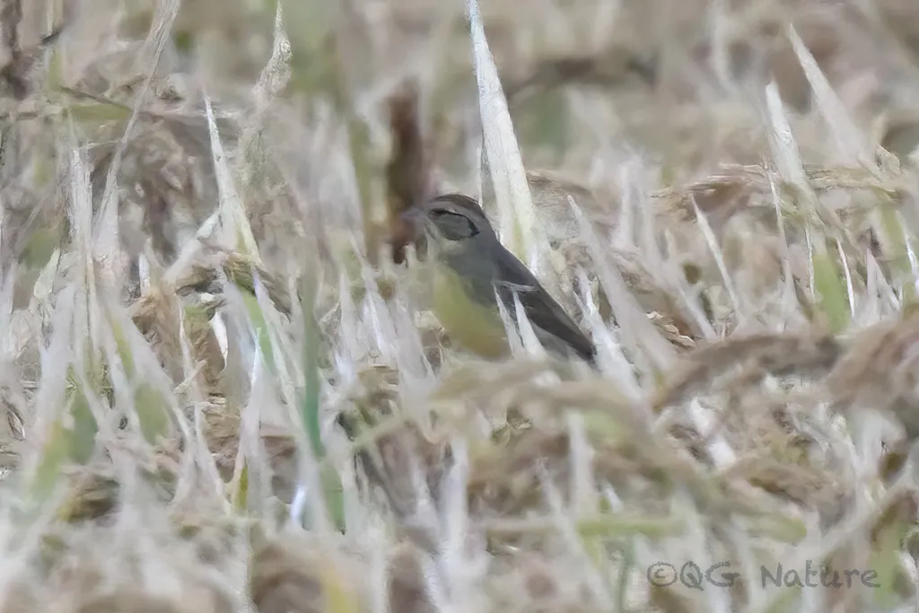 黄胸鹀(Emberiza aureola)