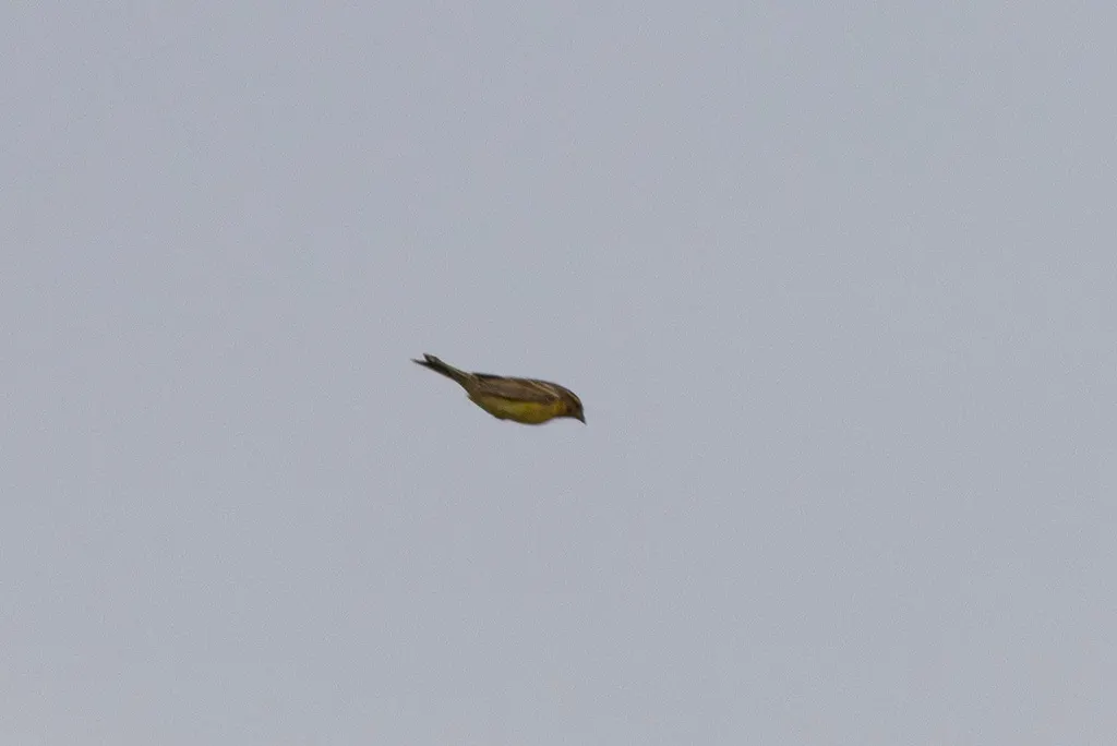 黄胸鹀(Emberiza aureola)