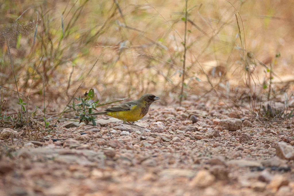 褐头鹀(Emberiza bruniceps)