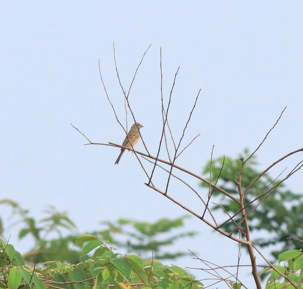 灰颈鹀(Emberiza buchanani)