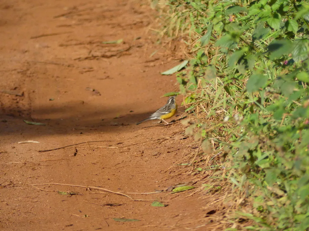 白眉黄腹鹀(Emberiza cabanisi)