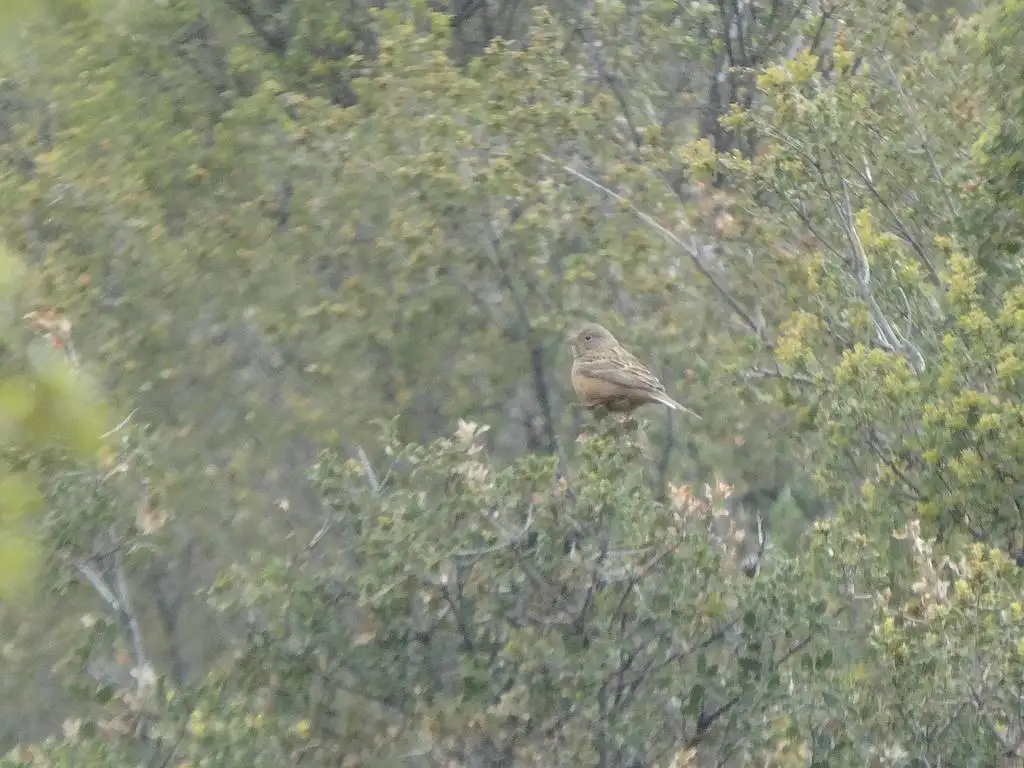 蓝头圃鹀(Emberiza caesia)
