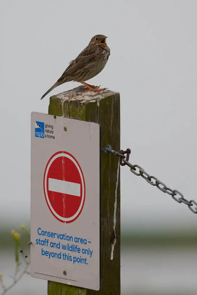 黍鹀(Emberiza calandra)