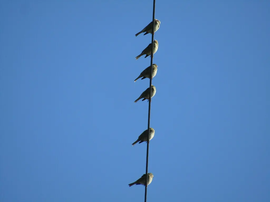 黍鹀(Emberiza calandra)