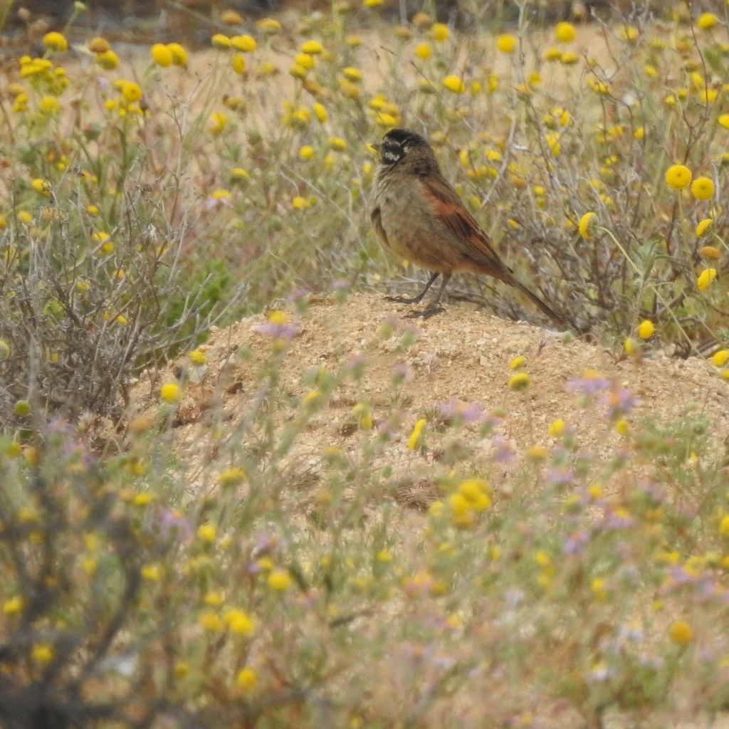 南非岩鹀(Emberiza capensis)
