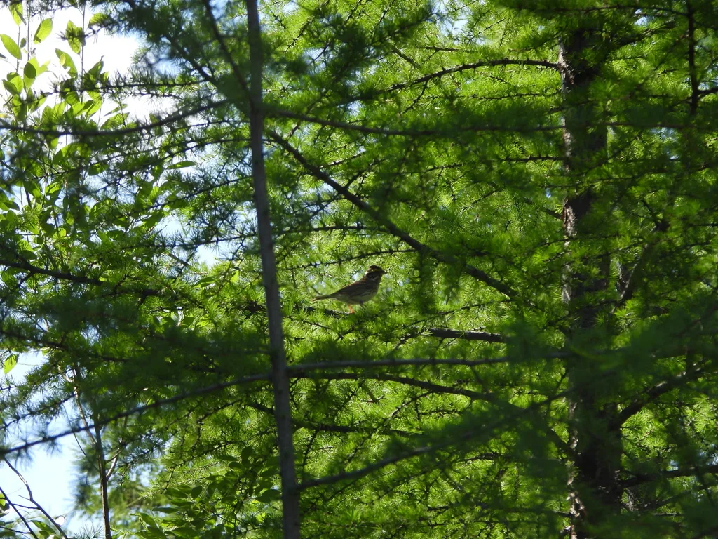 黄眉鹀(Emberiza chrysophrys)