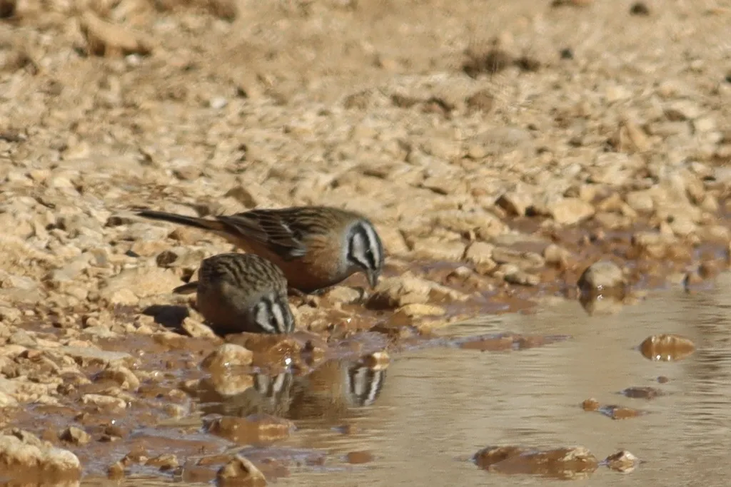 淡灰眉岩鹀(Emberiza cia)
