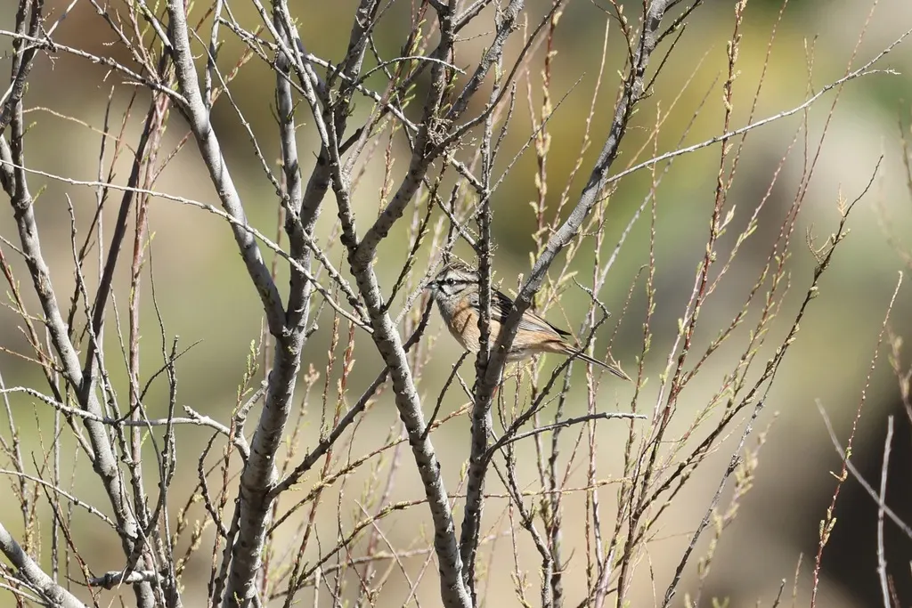 淡灰眉岩鹀(Emberiza cia)
