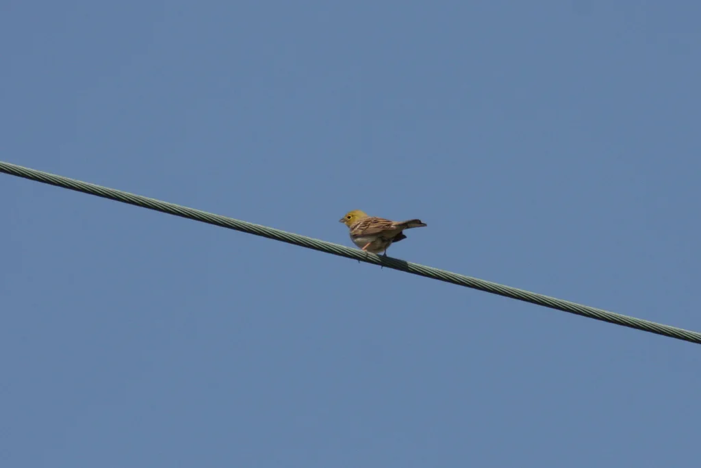 苍头鹀(Emberiza cineracea)