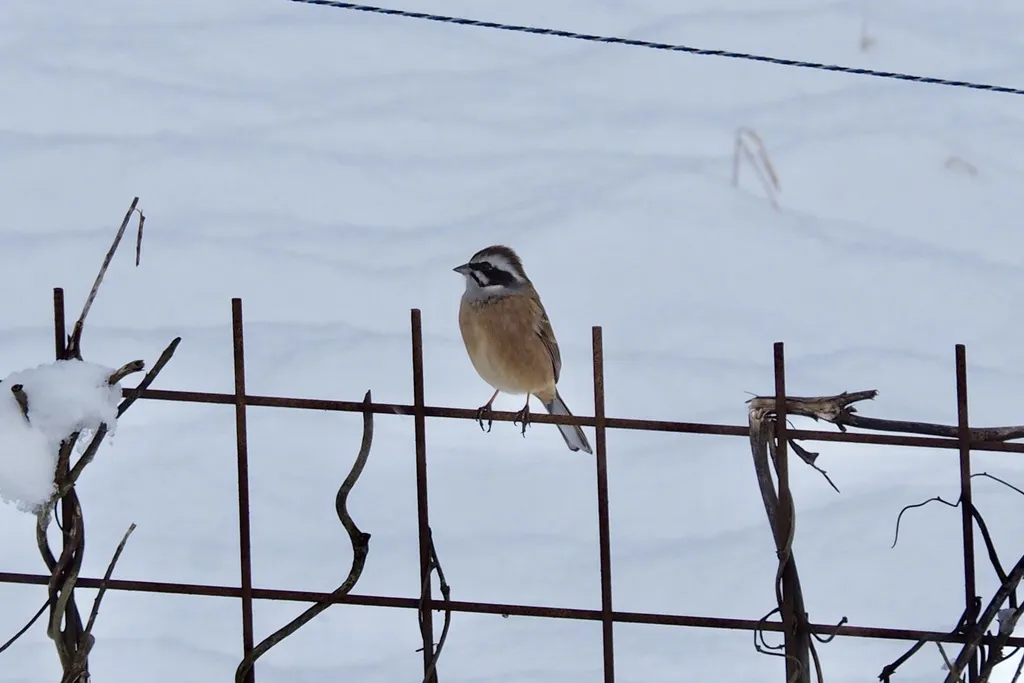 三道眉草鹀(Emberiza cioides)