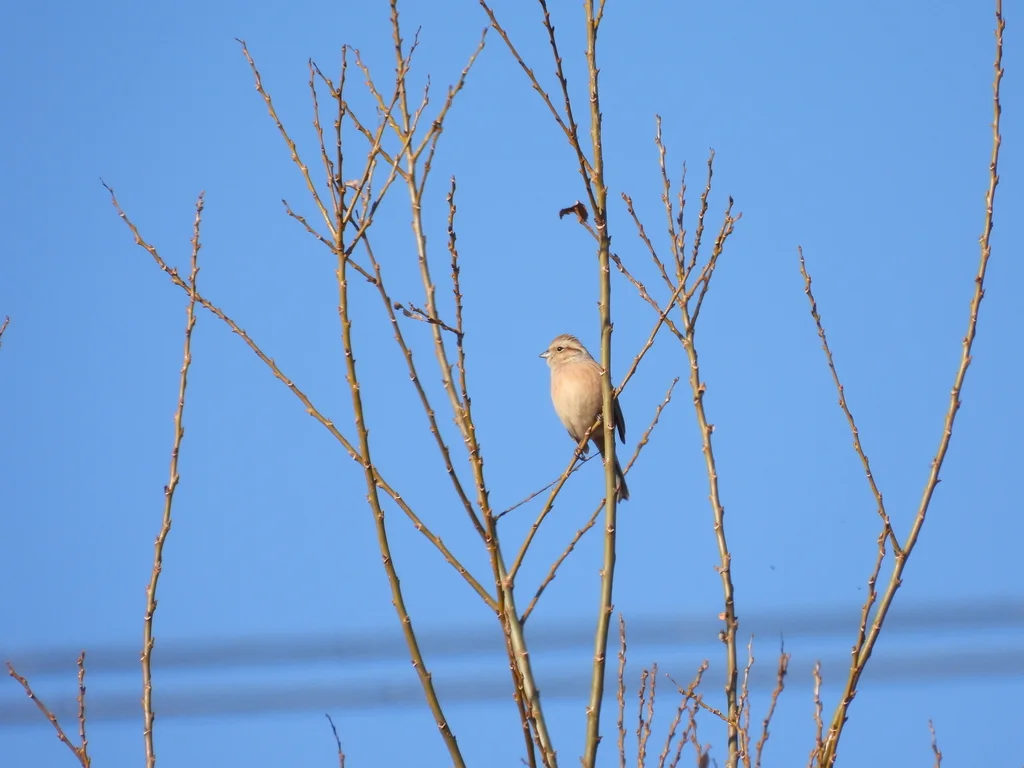 三道眉草鹀(Emberiza cioides)