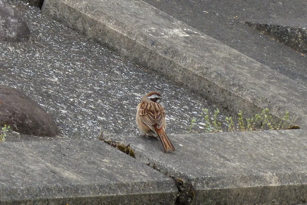 三道眉草鹀(Emberiza cioides)