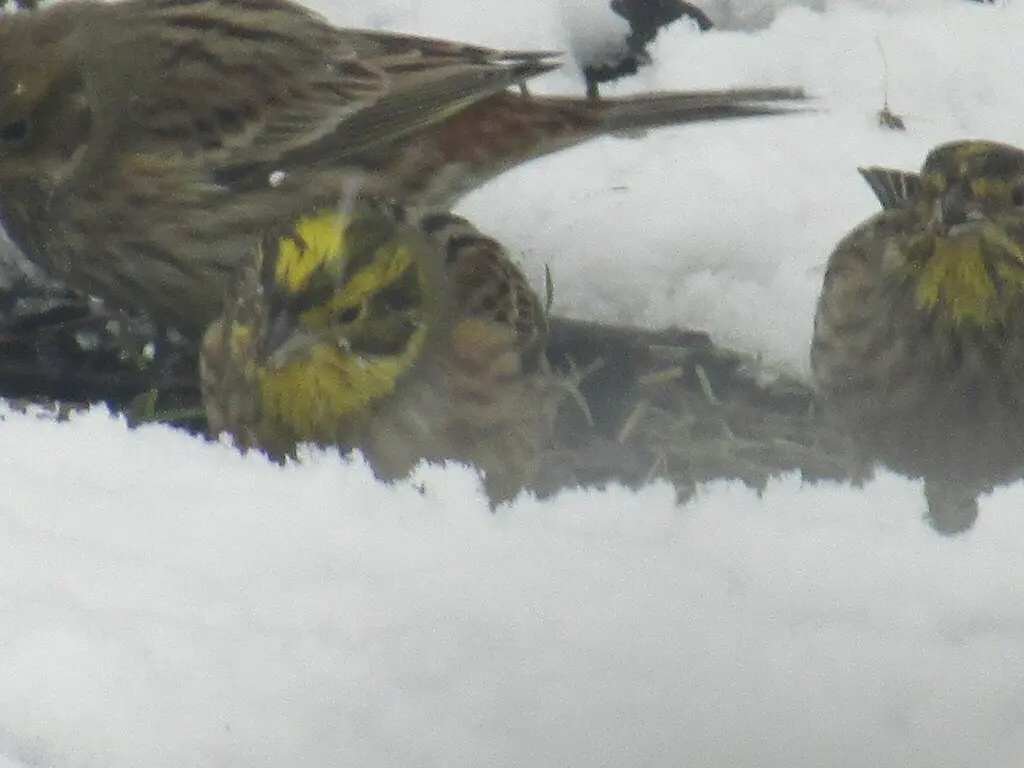 黄鹀(Emberiza citrinella)
