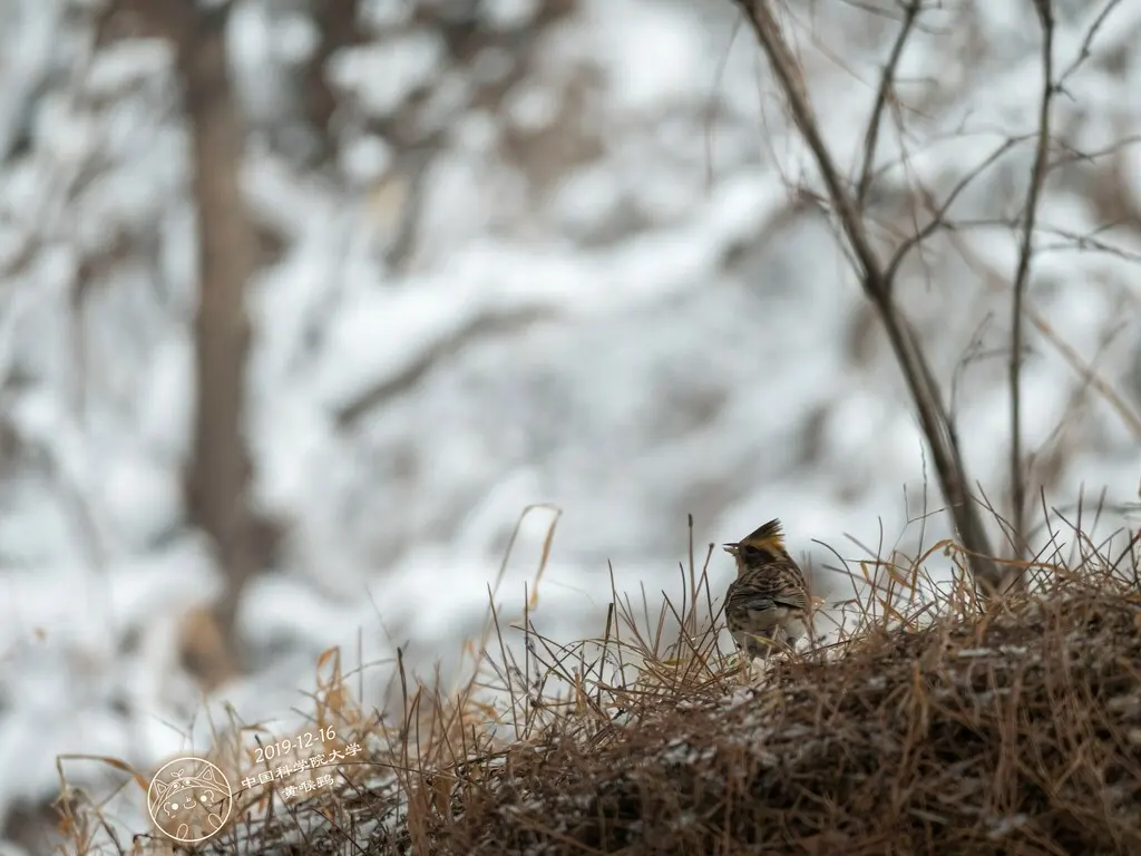 黄喉鹀(Emberiza elegans)