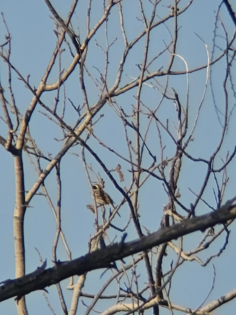 黄喉鹀(Emberiza elegans)