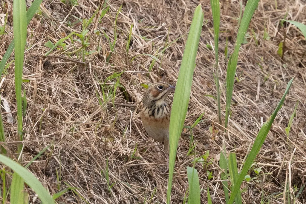 栗耳鹀（Emberiza fucata）