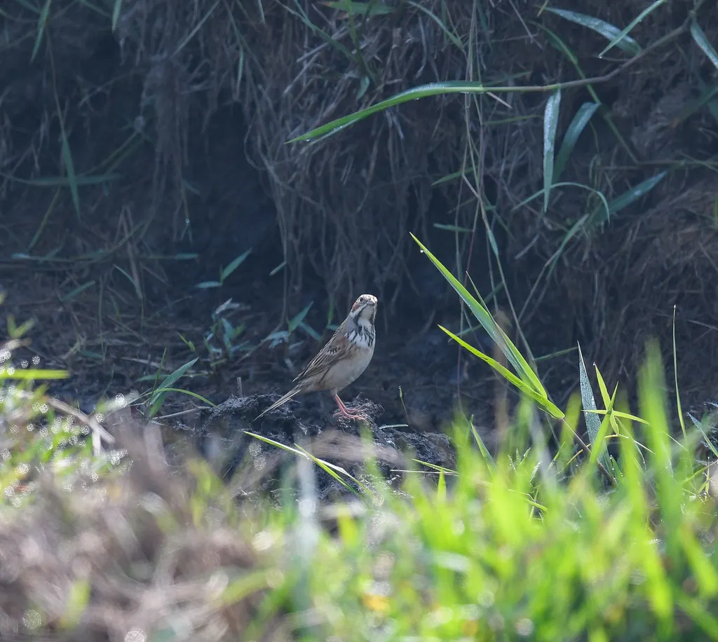 栗耳鹀（Emberiza fucata）