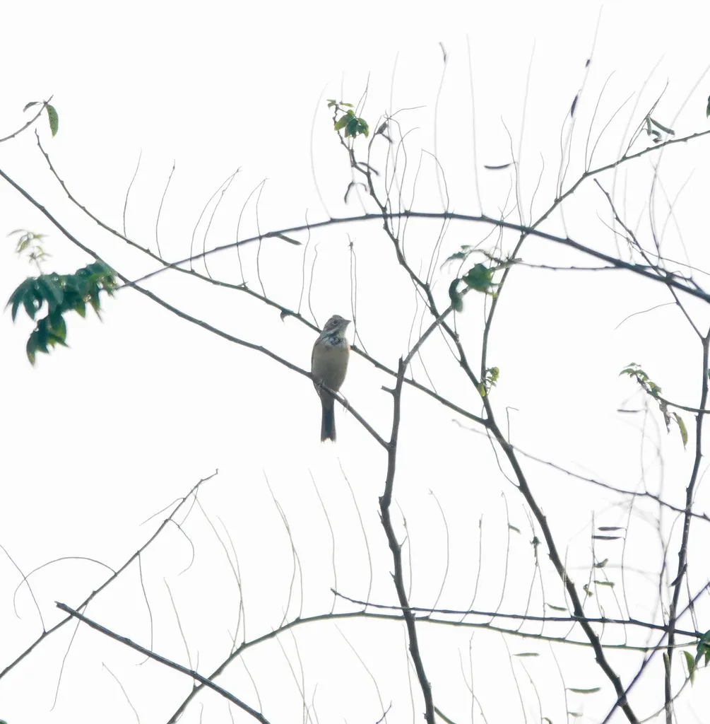 栗耳鹀（Emberiza fucata）