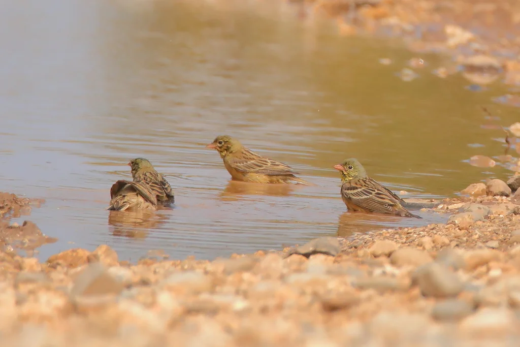 圃鹀（Emberiza hortulana）