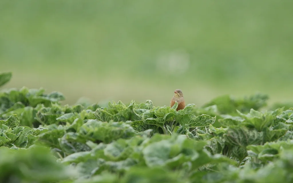 圃鹀（Emberiza hortulana）