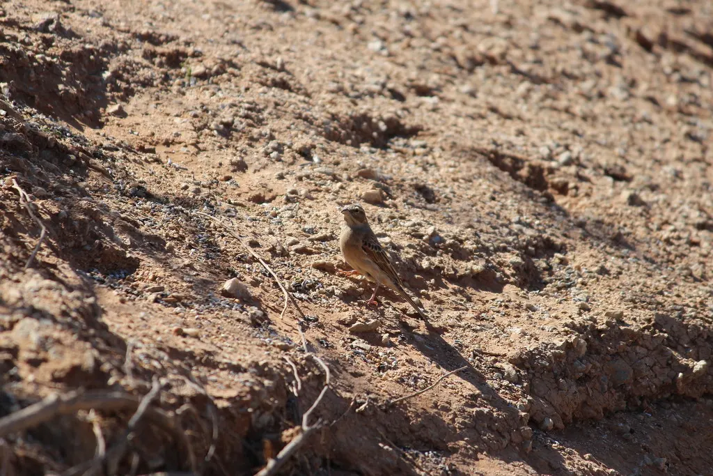淡岩鹀（Emberiza impetuani）