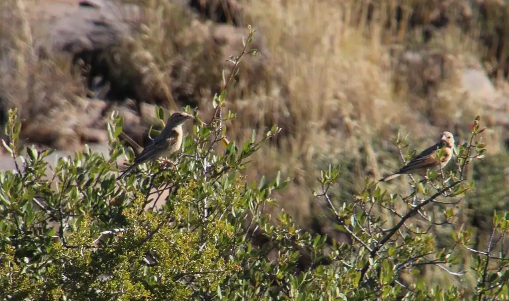 淡岩鹀（Emberiza impetuani）
