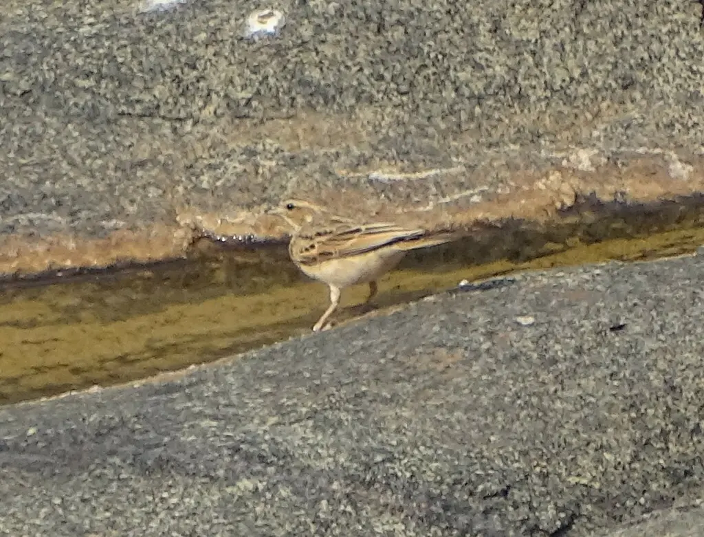 淡岩鹀（Emberiza impetuani）
