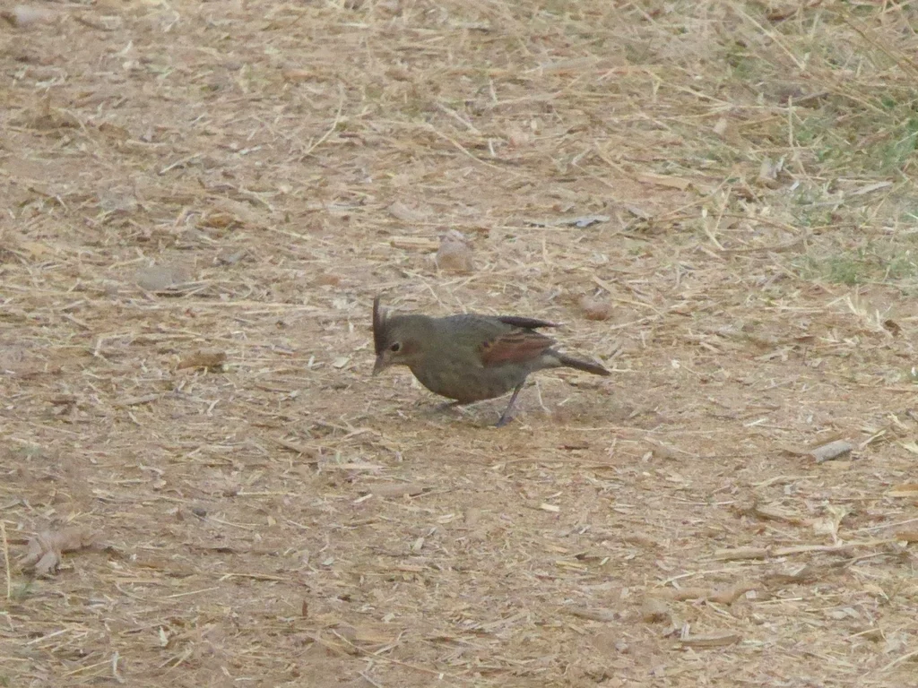 凤头鹀(Emberiza lathami)