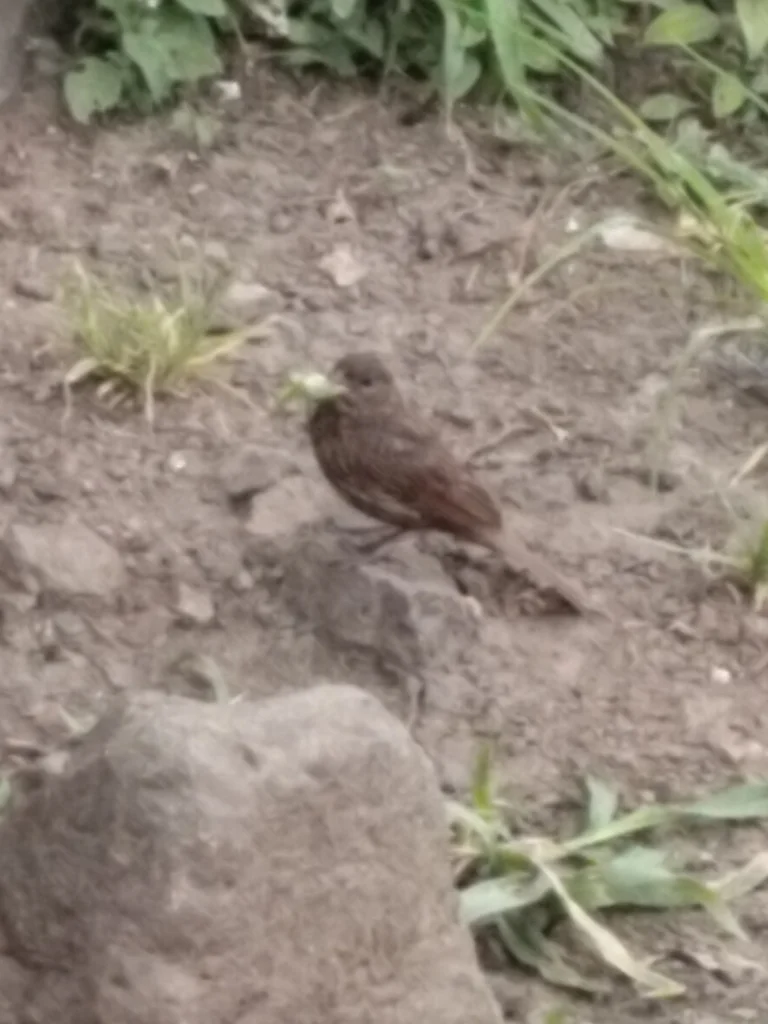 凤头鹀(Emberiza lathami)